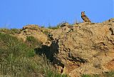 Great Horned Owl